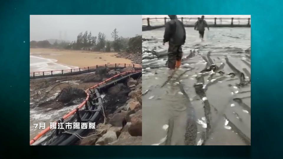 香港海域突现百万鲳鱼，背后原因令人唏嘘