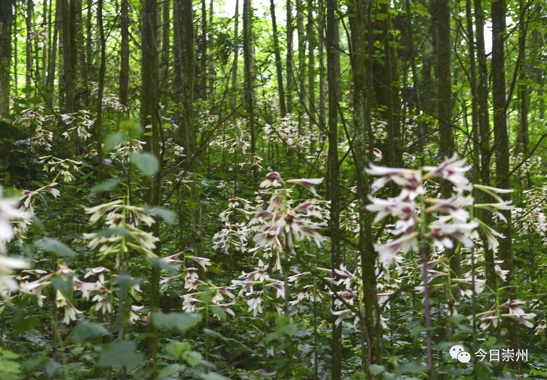 崇州山里的野百合图片,成都大邑野百合花海美景图