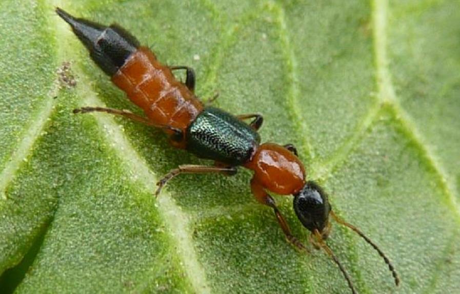 不咬人的虫子,不咬人的昆虫