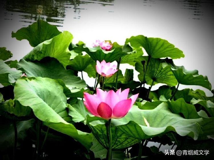 描写清风蝉鸣荷香湖边的古诗词,描写初夏荷塘的古诗词