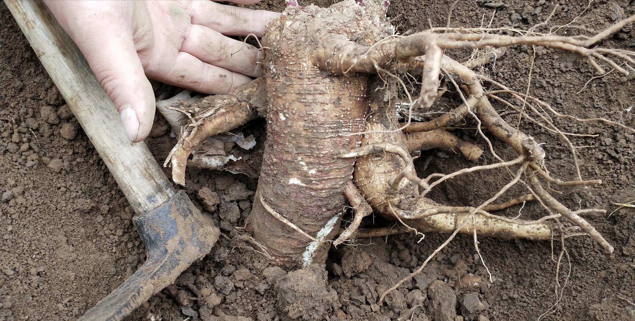 商陆土人参功效,商陆和野生人参区别