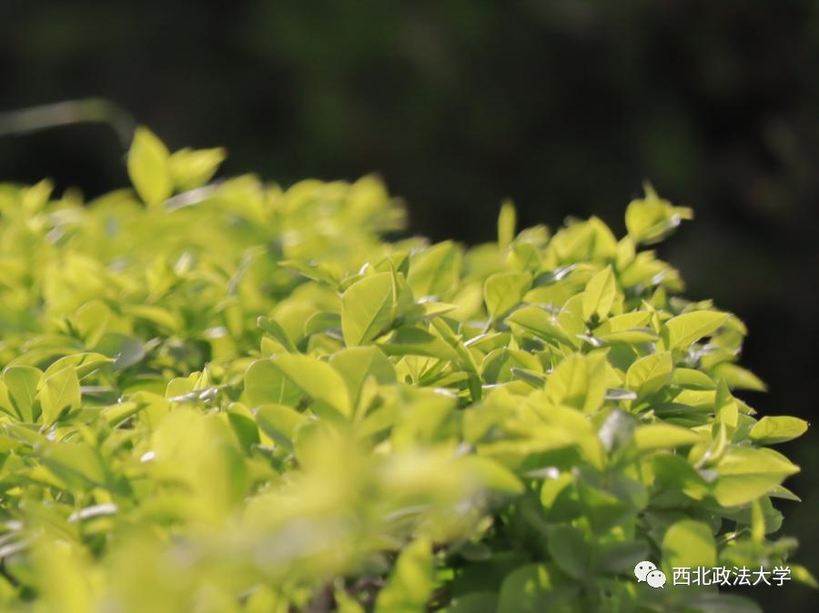 西法大到底是什么,西法大是什么意思网络用语