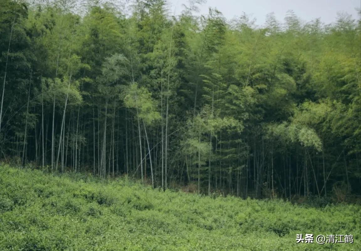 怎样解决除草剂对树的危害,十大恶性杂草除草方案