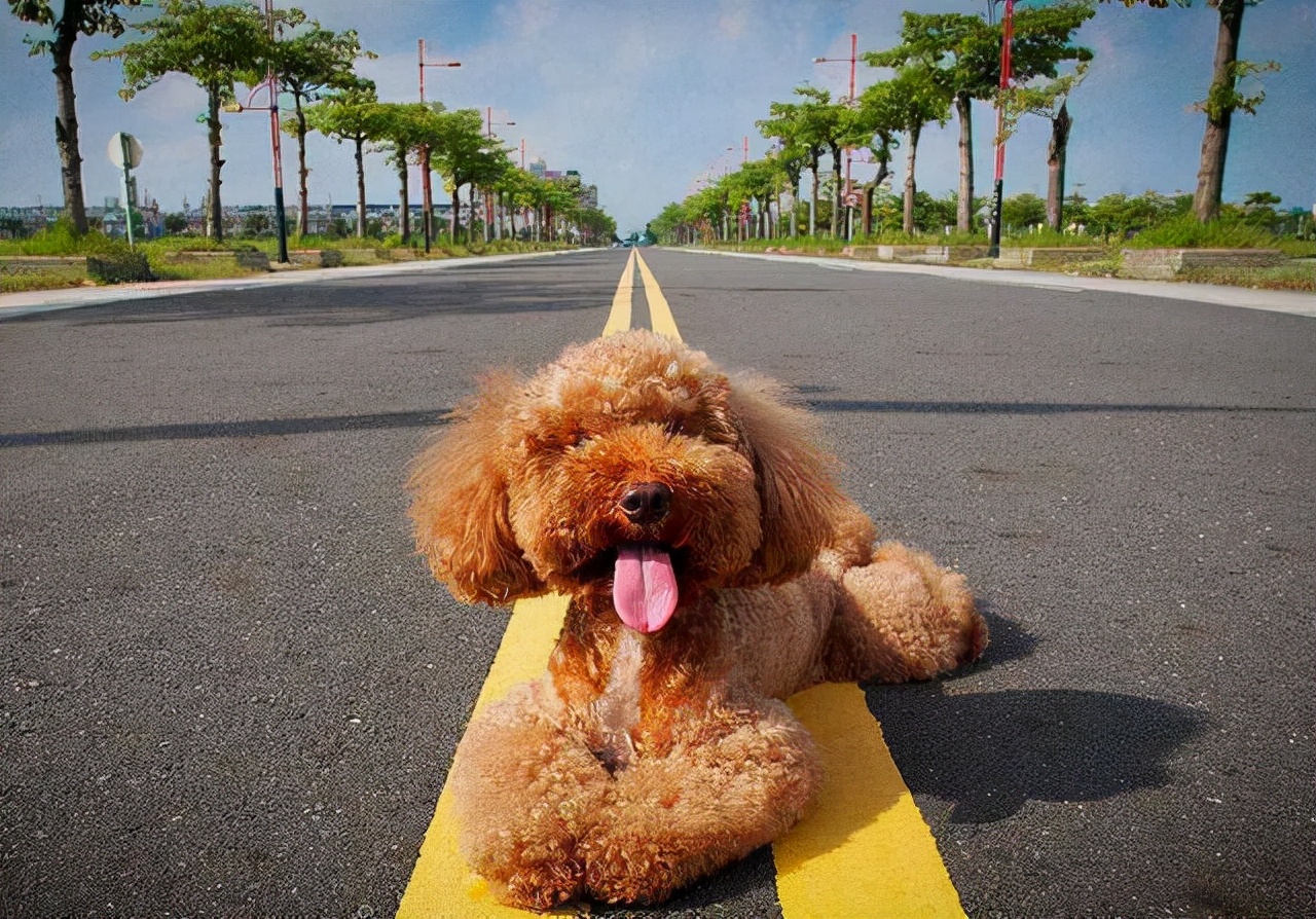 泰迪犬该如何训练视频讲解,泰迪犬怎么训练十大基础动作