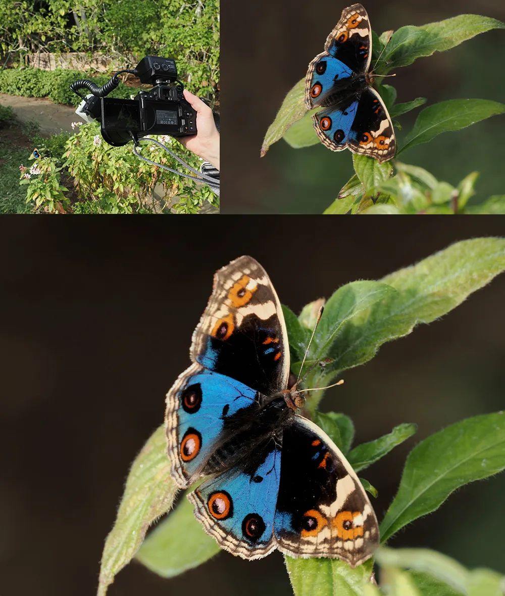 微距微观世界摄影作品,微距拍摄最佳作品