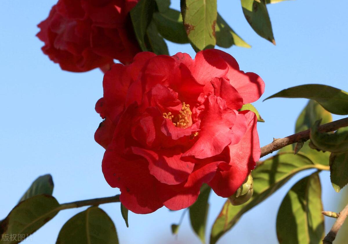 山茶花什么时候开花具体时间,山茶花怎么养才能开花又大又多