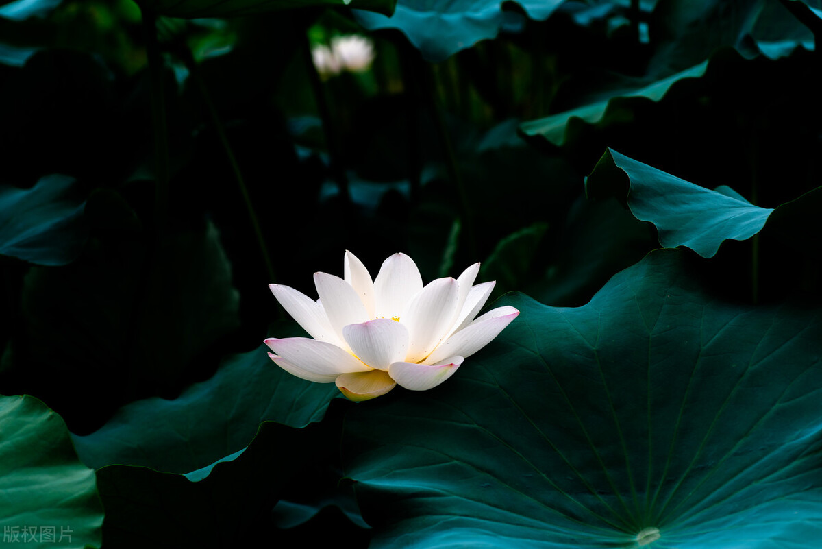 关于荷花的一些简短诗句,与荷花有关的诗句十篇