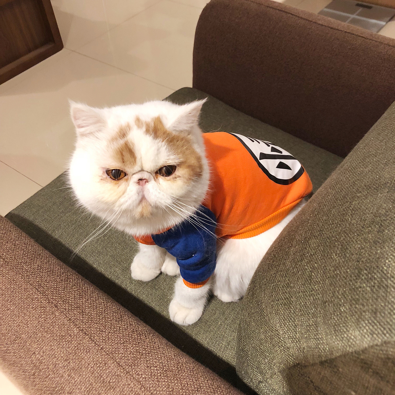 猫界最好养的猫是什么猫,什么猫寿命最短最好养