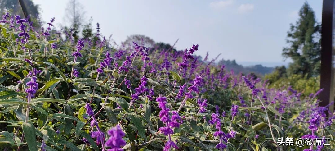 朝阳湖云端绿道,朝阳湖绿道