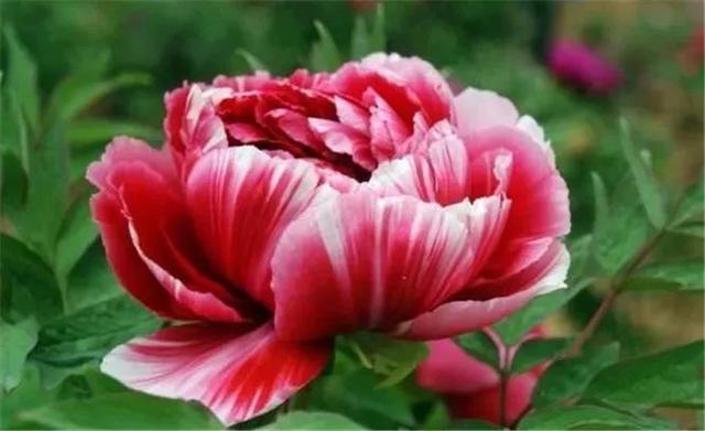 现在中国的国花是什么花,中国的国花应该是什么花呢