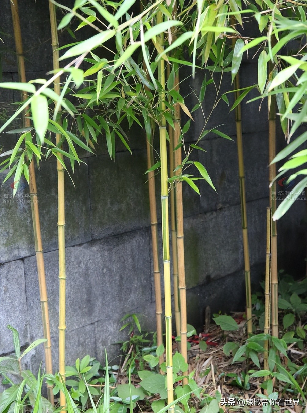 外地旅游连云港好吃的美食推荐,连云港旅游推荐美食