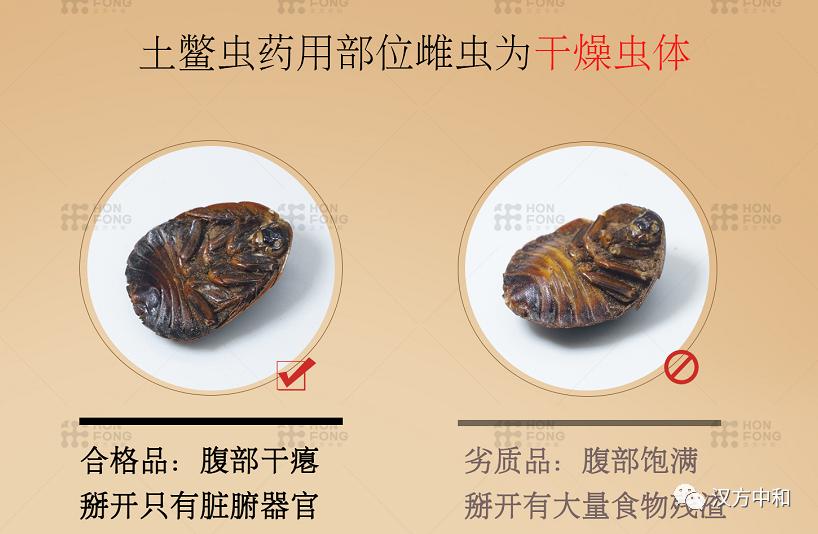 雄土鳖虫可以入药吗,土鳖虫为什么只能用雌虫
