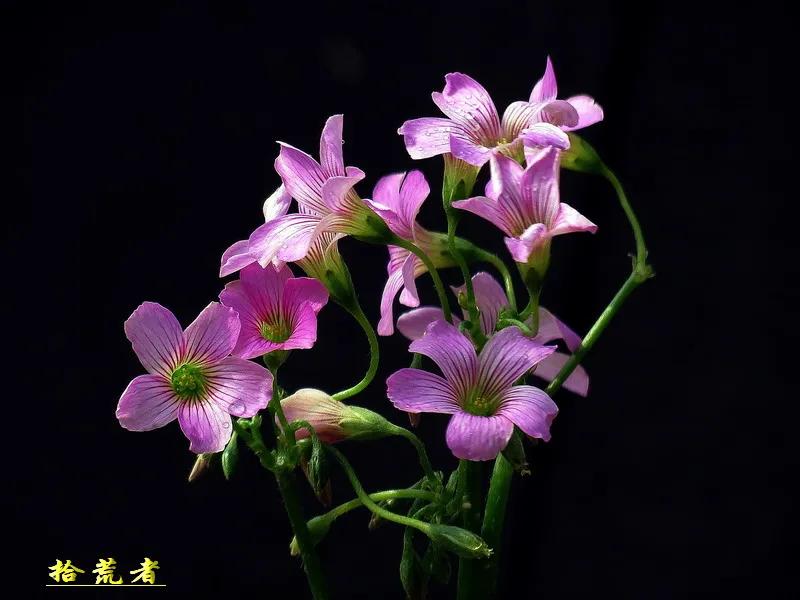 酢浆草黄色大花,类似酢浆草的野花叫什么
