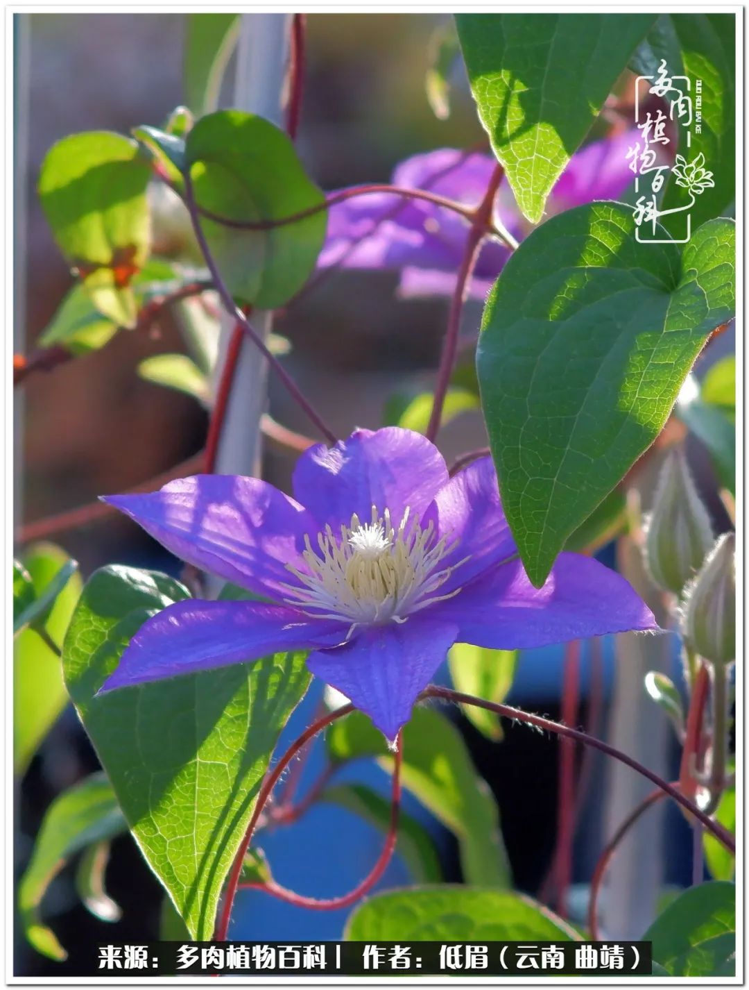 养了8年的多肉,养了七年多肉