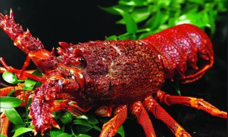 原来龙虾有这么多种你吃过哪些呢,蝲蛄和小龙虾的区别哪个好吃