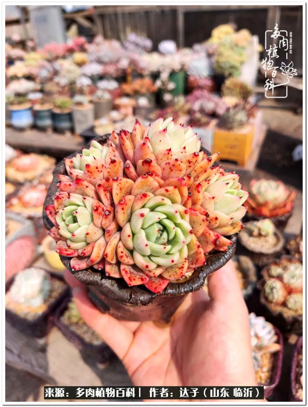 活在当下珍惜眼前平凡的生活,活在当下感慨万千