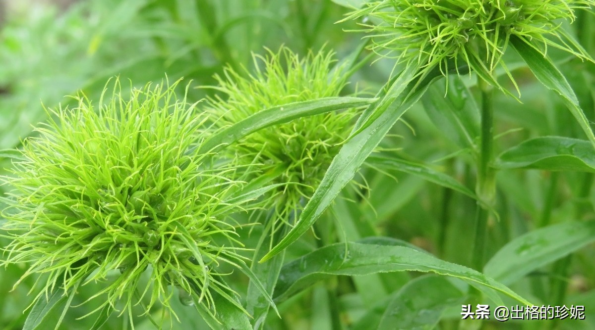 十大室内观花植物品种大全及图片,怎么区分绿色开花植物的各种类型