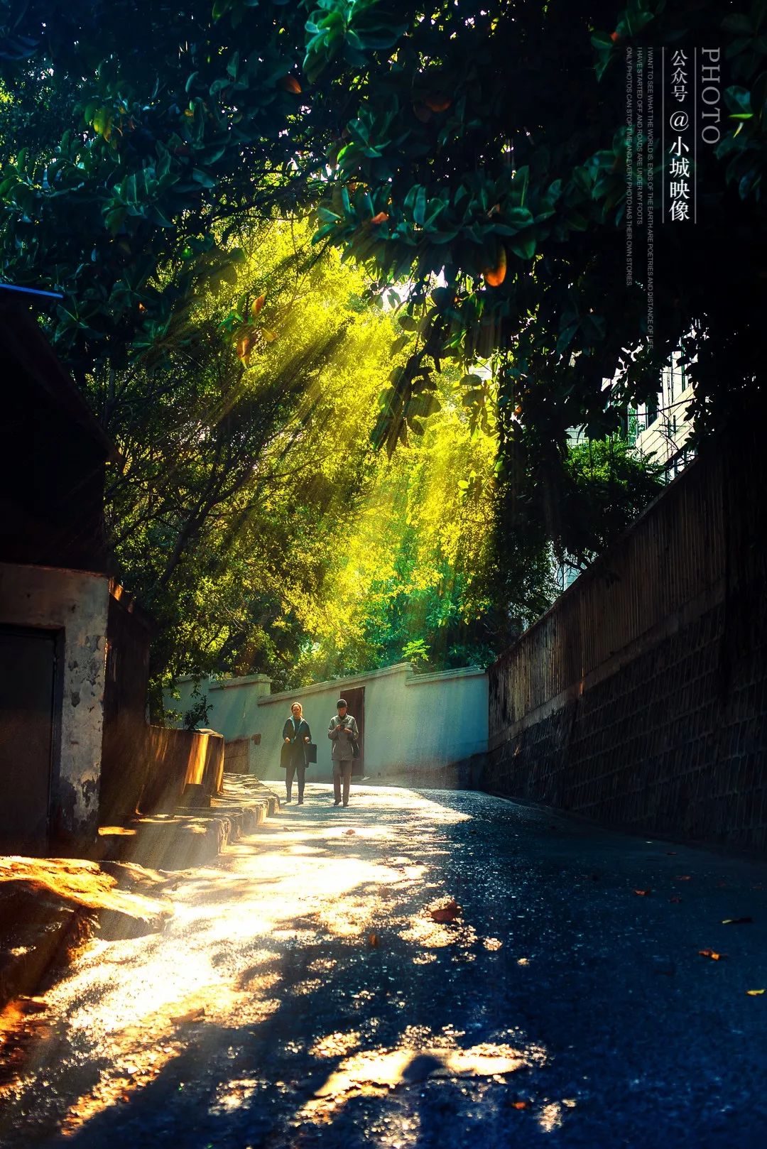 攀枝花是一种什么花,什么是攀枝花铁树