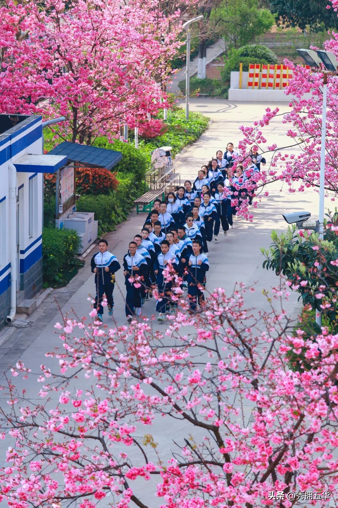 把春天装进校园里作文,把春天装进眼里