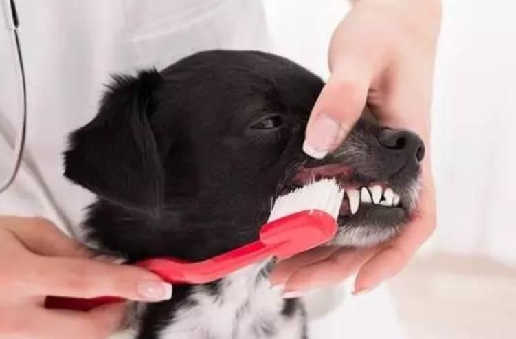 小狗狗口臭怎么办该怎样消除,幼犬狗狗口臭的解决方法
