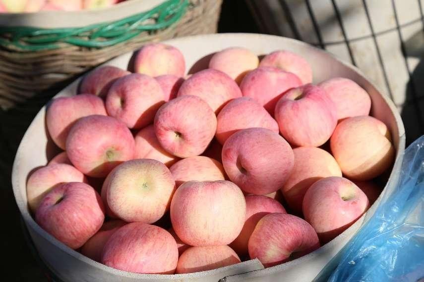 苹果根腐病不要慌，一文了解发生的原因及防治方法！