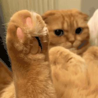 猫咪肉垫稍微有点黑色怎么回事,猫咪的脚为什么那么软