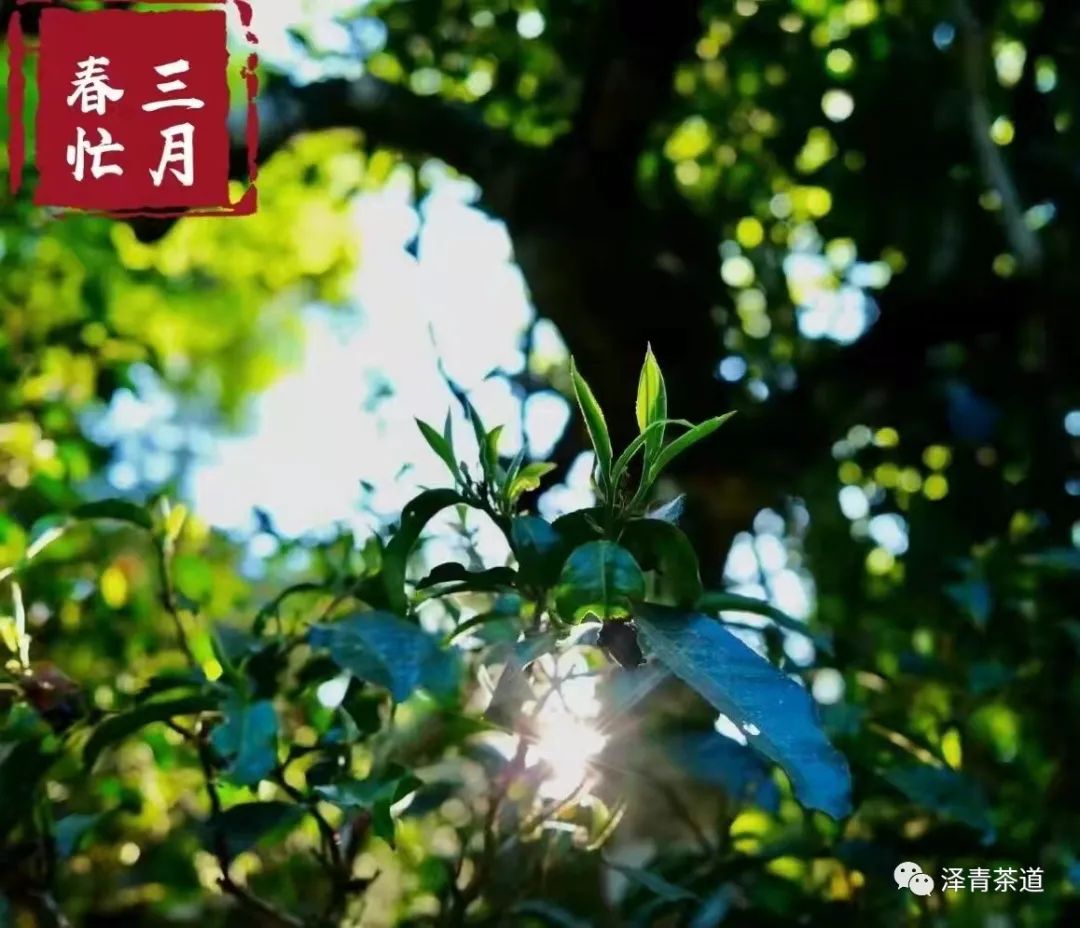 保塘古树茶好喝吗,芒景古树茶好喝吗