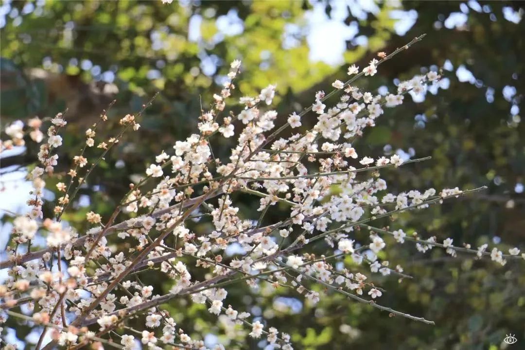 深圳3月14个赏花胜地全部免费,深圳清明节踏青赏花好去处