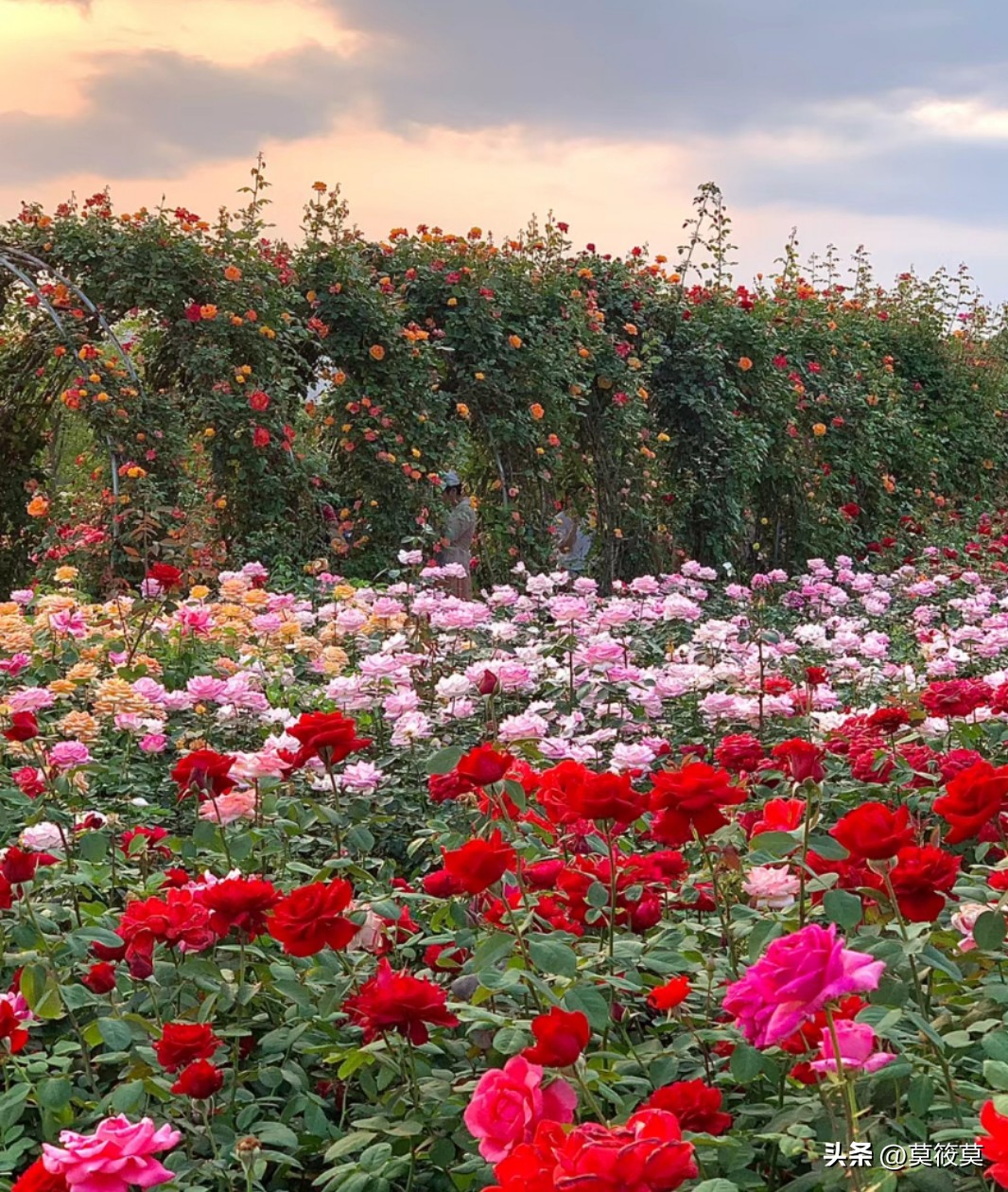 贵州省的省花叫什么名,贵州各个县的县花