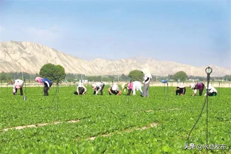 兰州日报新项目,兰州日报永登