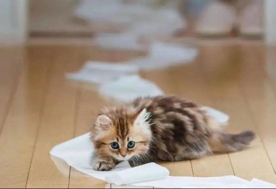 养猫一个月要花多少钱？养猫的费用支出有哪些？