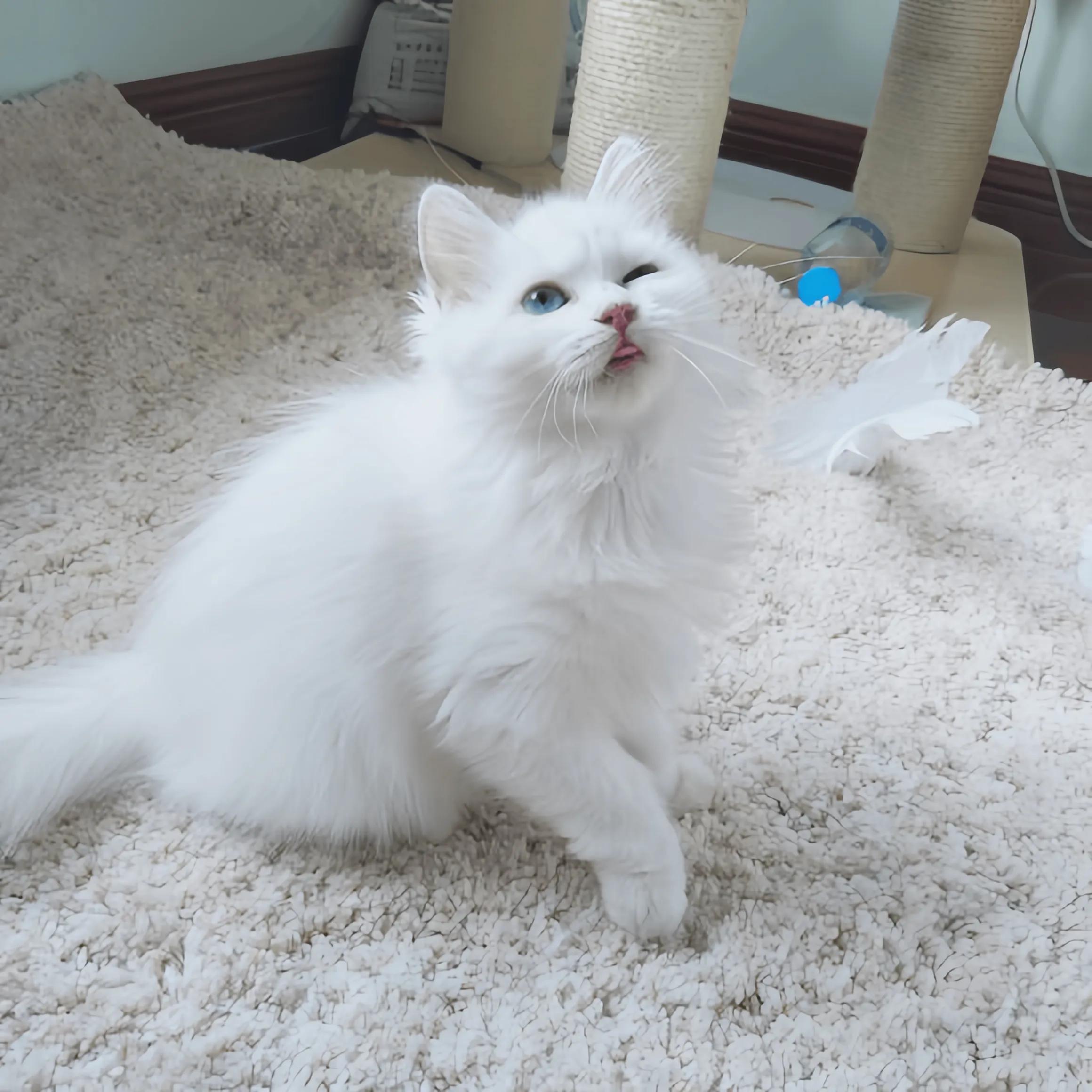 猫咪品种推荐500元以内,叫蒜头的猫咪是什么品种的