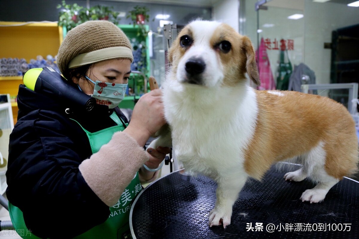 宠物市场最近有什么动态营销,目前宠物市场现状如何开拓