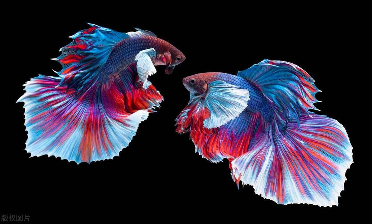 观赏鱼斗鱼百科,传统斗鱼观赏鱼
