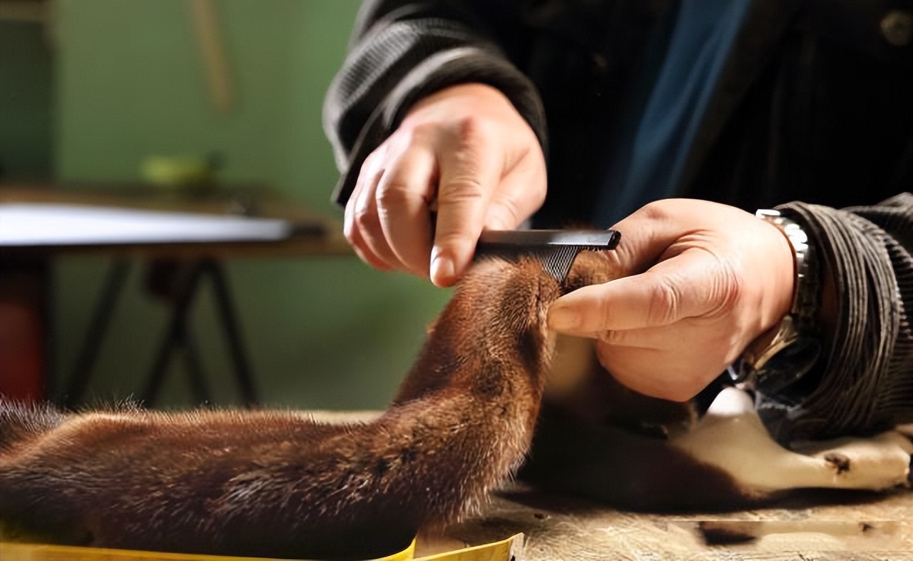 黄鼠狼浑身是宝是真的吗？为何很少有人养殖？