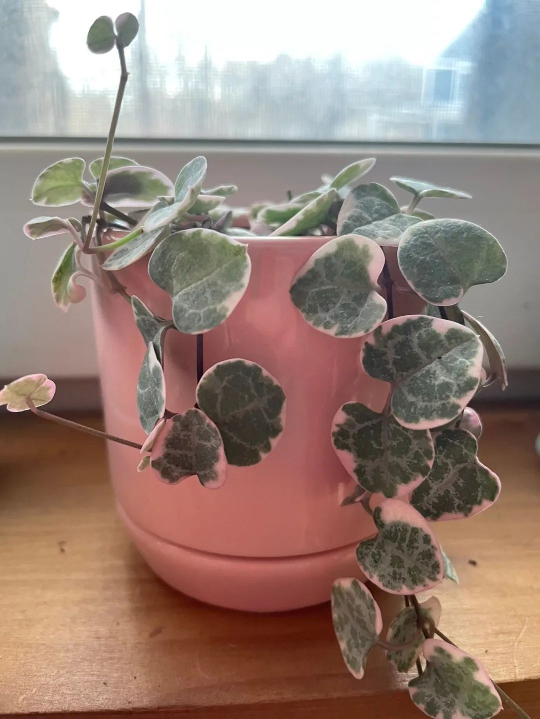 适合家养的花卉盆栽绿植,好养的绿植推荐一下盆栽