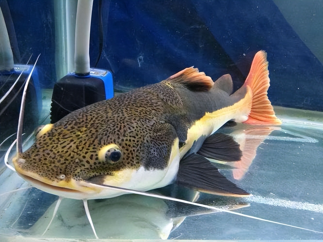 招财猫鱼怎么养大得快,招财猫鱼怎么养才好看