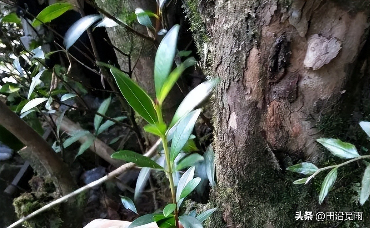 刚挖的盆景树怎么修剪,刚挖出来的盆景养护方法