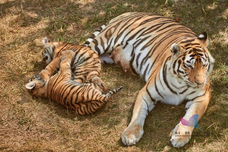 老虎头上的王是怎么由来的,老虎头上为什么都会有一个王字