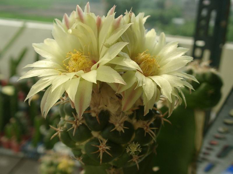 美丽/奇异花草欣赏系列——各种仙人球之象牙丸