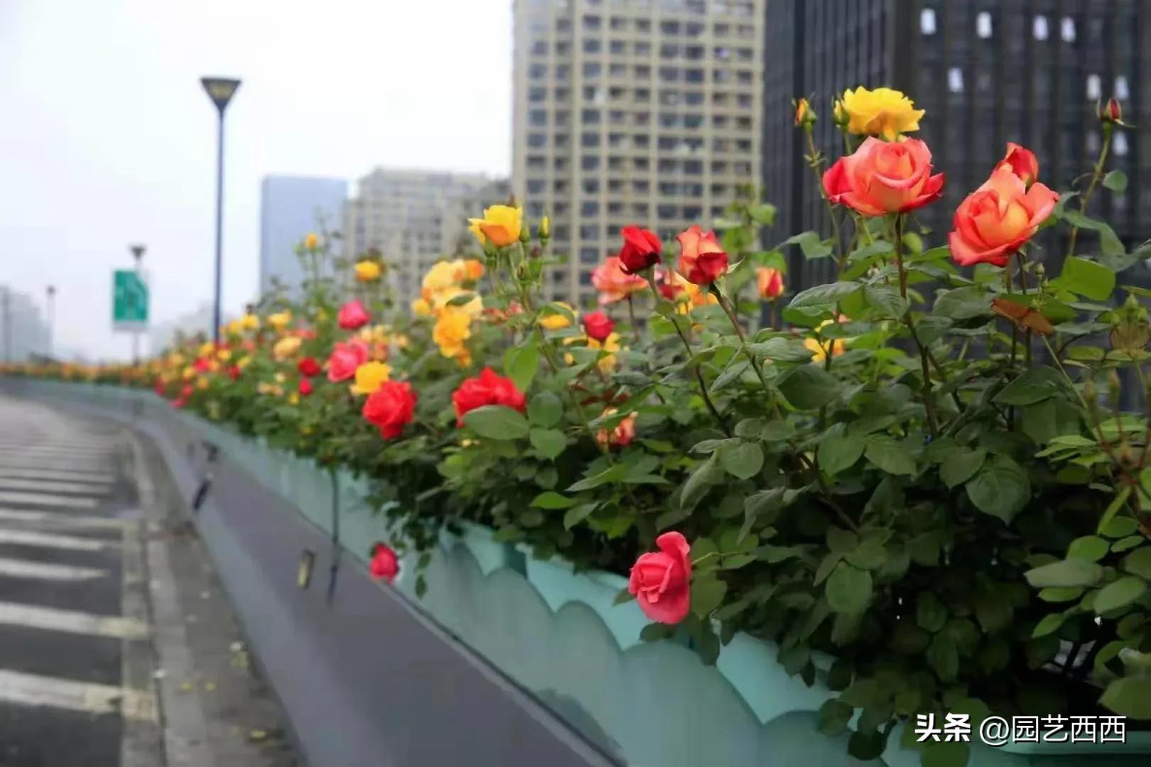 郑州牵动着全国人民的心,郑州人最想念的人