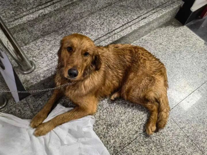 杭州突降暴雨道路积水事件,暴雨里的金毛
