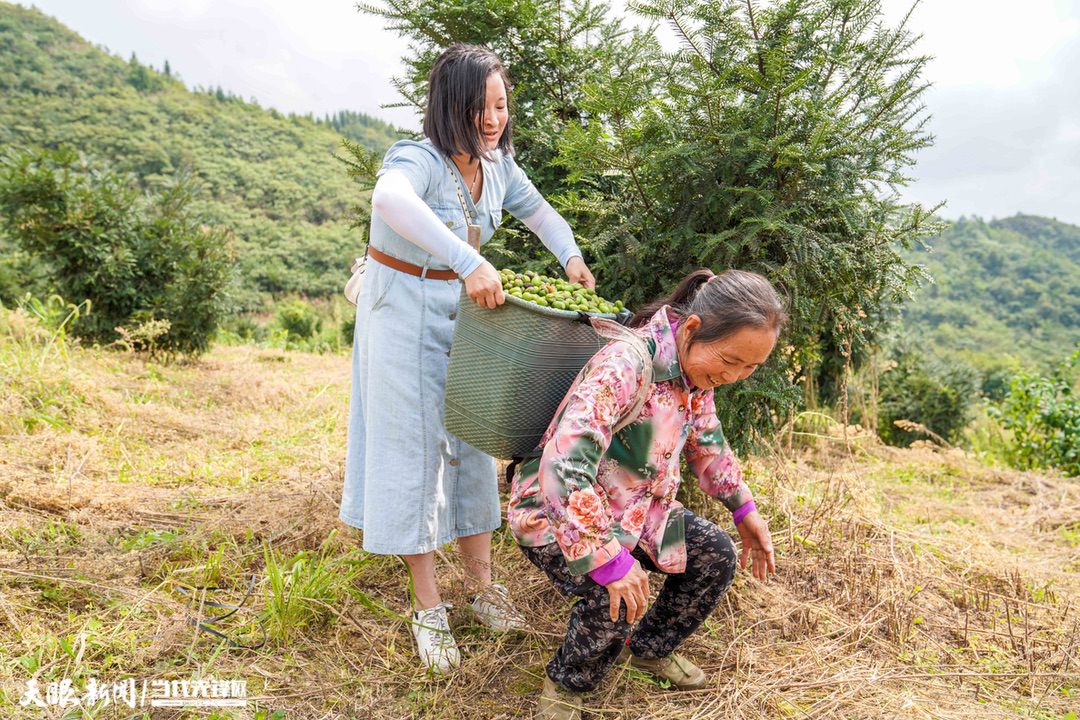 务川香榧种植技术,香榧产业发展可行性分析