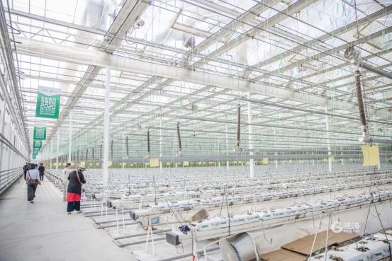 西海岸新区张家楼：以文塑旅、以旅促产，乡村振兴“一池春水”正激荡