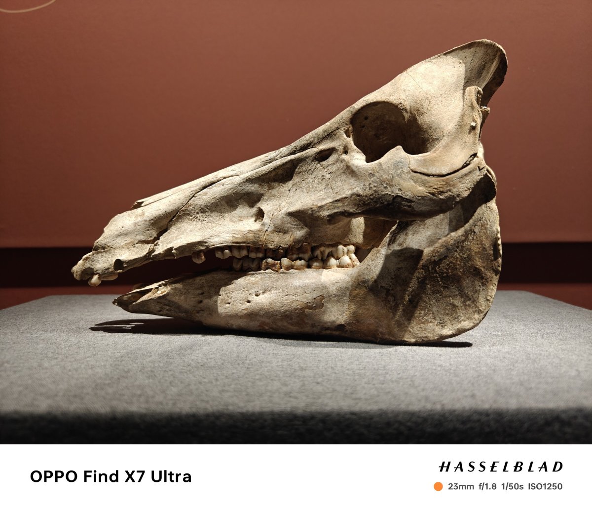 oppofindx7ultra官方样张,oppofindx7ultra双潜望实拍样张