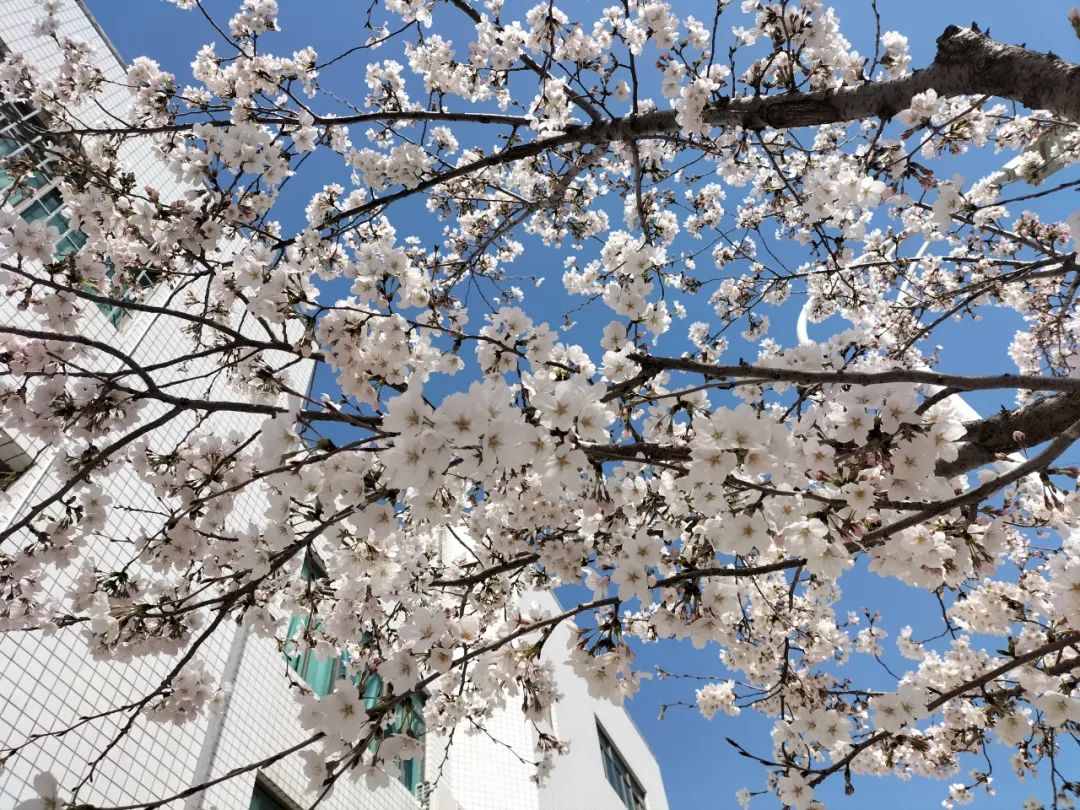潍坊哪里的樱花最好,潍坊樱花大道在哪里