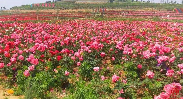 泉水人家最新视频,泉水人家济南