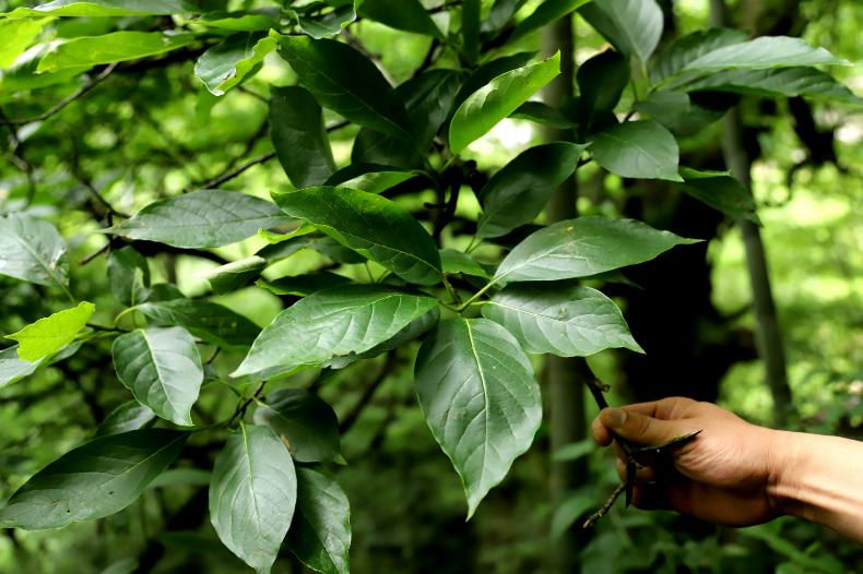 湖南安化椤木石楠古树,湖南安化千年红豆杉
