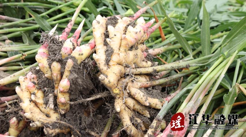 江华码市镇黄石村：闲置地种上小黄姜产业增产又增收