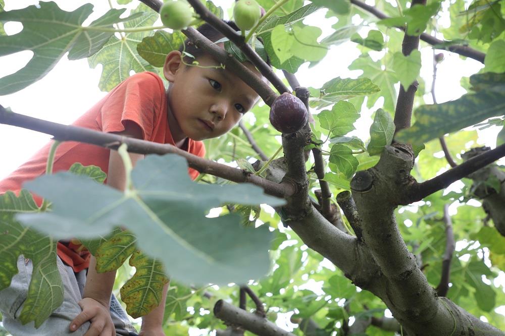 无花果新品种梦幻甜蜜,新田无花果专卖店